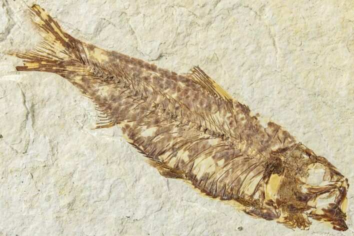 Fossil Fish (Knightia) - Green River Formation #234230